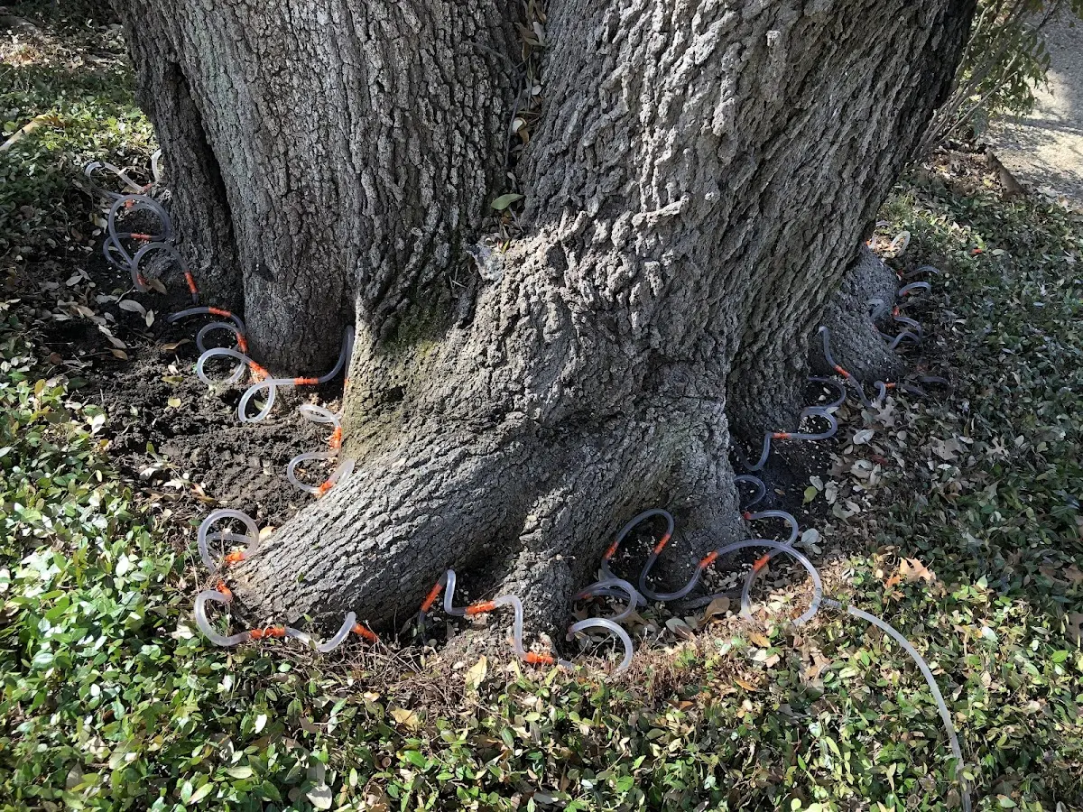 Detailed Tree Cabling and Bracing job site in Mc Leansboro