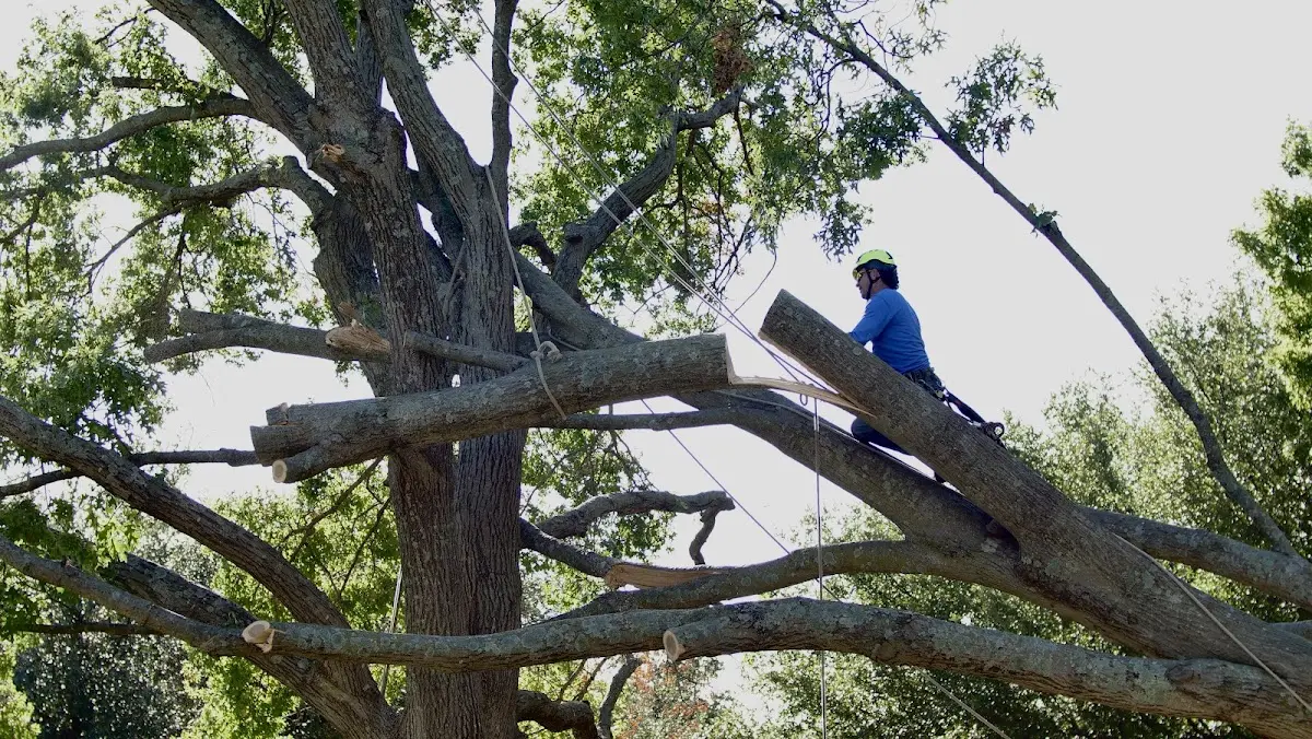 Professional Hazardous Tree Removal performed by certified arborists in Mc Leansboro
