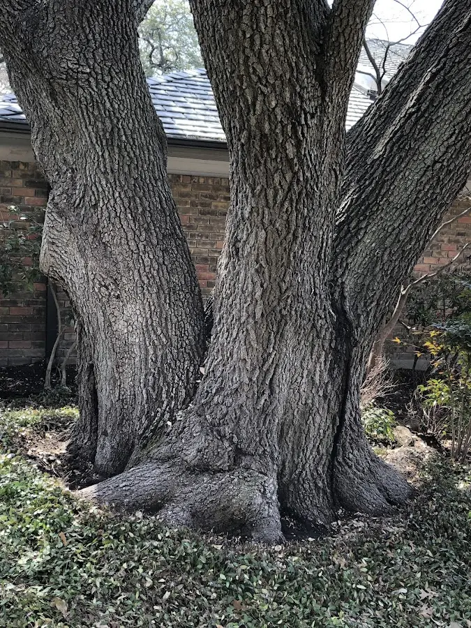 Mature heritage tree close to a Mc Leansboro property cared for by certified arborists